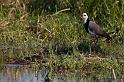 181 Okavango Delta, langteenkievit